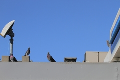Columba livia domestica