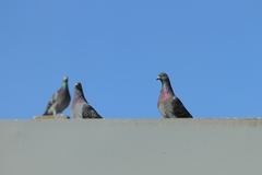 Columba livia domestica