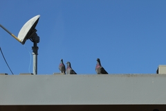 Columba livia domestica