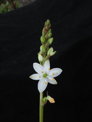 Trihesperus glaucus
