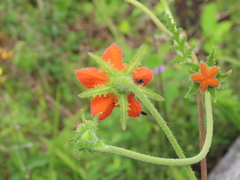 Caiophora grandiflora
