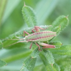 Isophya pyrenaea