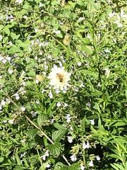 Apis mellifera