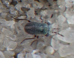 Geocoridae