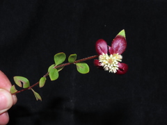 Alternanthera macbridei