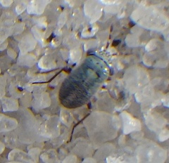 Geocoridae