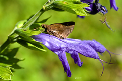 Salvia guaranitica