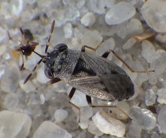 Geocoris floridanus