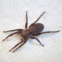 Alopecosa albofasciata