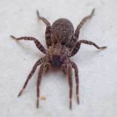 Alopecosa albofasciata