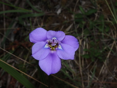 Ennealophus foliosus