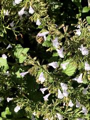 Anthophila