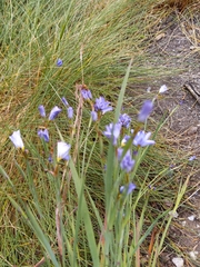 Sisyrinchieae