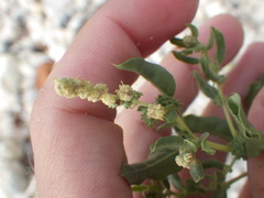 Atriplex pentandra