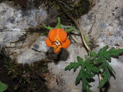Caiophora grandiflora