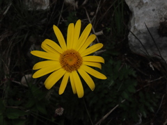 Dorobaea