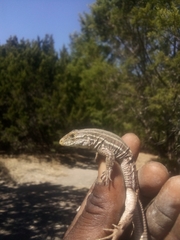 Aspidoscelis gularis