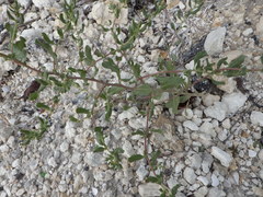 Atriplex pentandra