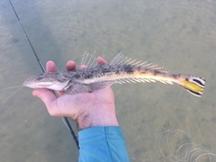 Platycephalus indicus