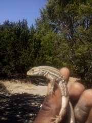 Aspidoscelis gularis