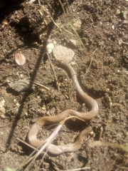 Haldea striatula