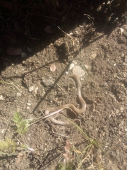 Haldea striatula