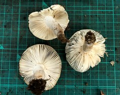 Russula sororia