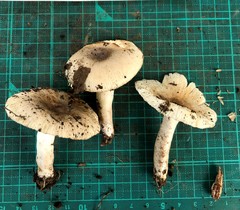 Russula sororia