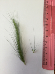 Hordeum murinum murinum
