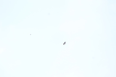 Buteo brachyurus