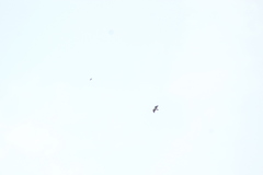 Buteo brachyurus