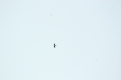 Buteo brachyurus