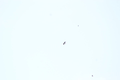 Buteo brachyurus