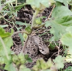 Tachymenis peruviana