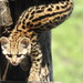 Leopardus guttulus - Photo (c) K. Musálem,  זכויות יוצרים חלקיות (CC BY-NC), הועלה על ידי K. Musálem