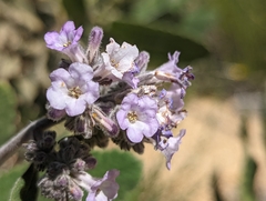 Eriodictyon crassifolium