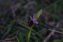 Ophrys bertolonii flavicans