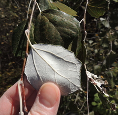 Populus alba