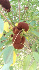 Ravenelia platensis