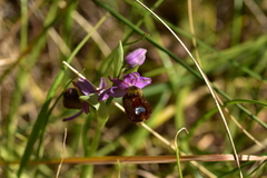 Ophrys bertolonii flavicans