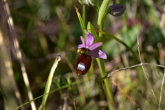 Ophrys bertolonii flavicans