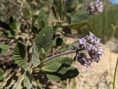 Eriodictyon crassifolium