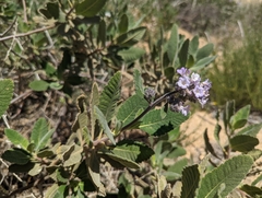 Eriodictyon crassifolium