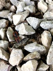 Pyrrhocoris apterus