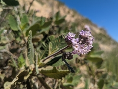 Eriodictyon crassifolium