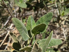 Eriodictyon crassifolium