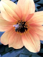 Apis mellifera