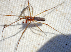 Tetragnatha versicolor