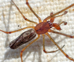 Tetragnatha versicolor