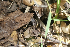 Liolaemus septentrionalis